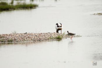 Broedende kleine plevier bij plas-dras G.J. Sijtsma